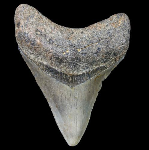 Bargain, Megalodon Tooth - North Carolina #80818